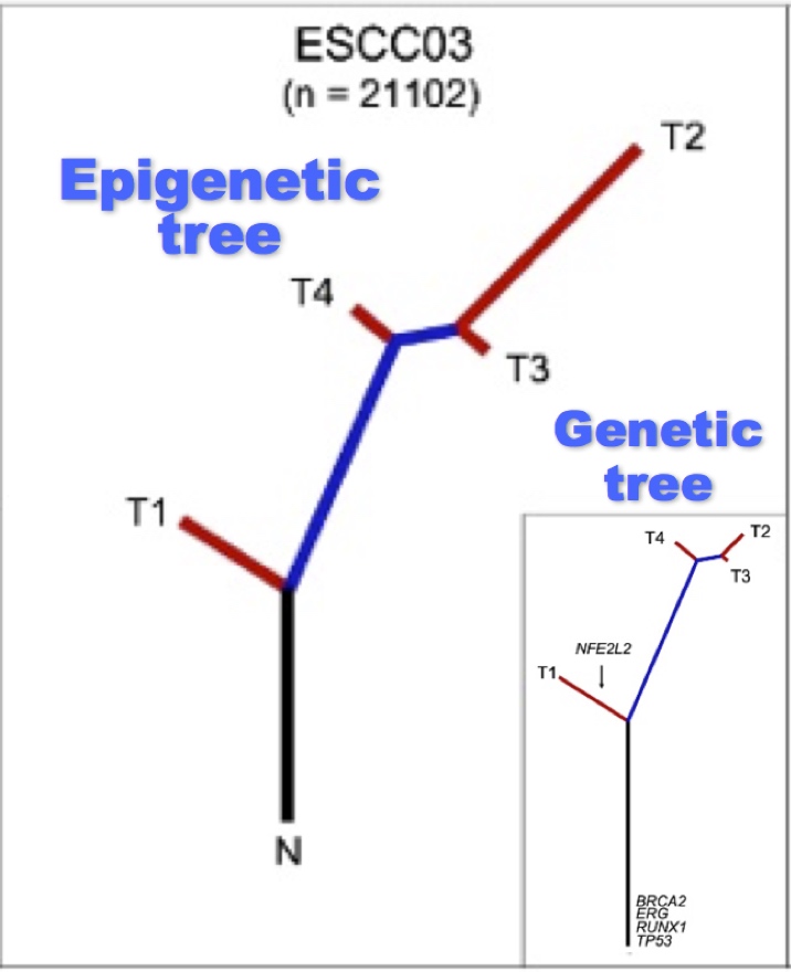 Understanding cancer evolution through epigenetic intra-tumour heterogeneity