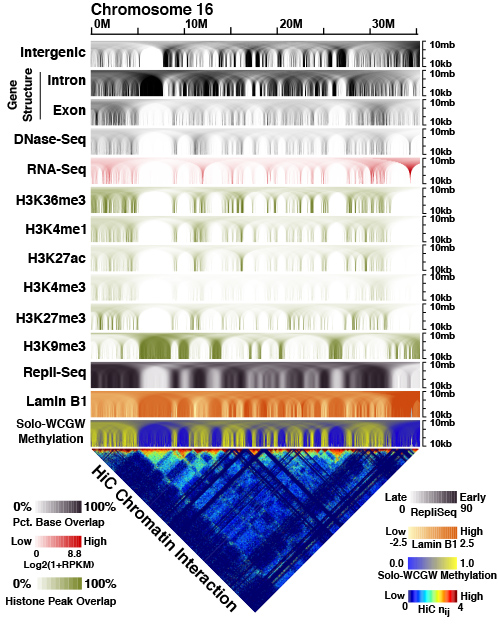 Global methylation loss patterns in aging and cancer